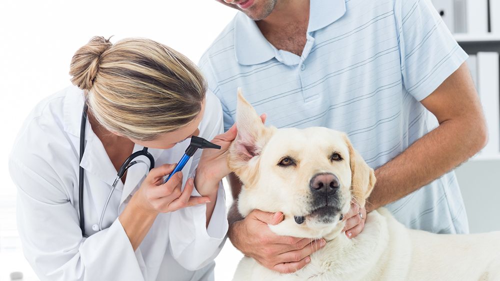 VETERINARIA 2020, IL PUNTEGGIO MINIMO TEORICO È 51,6